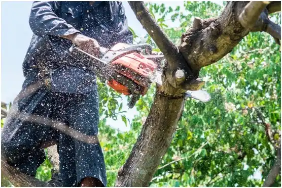 tree services Windsor